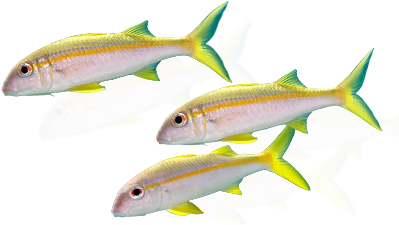 Three goatfish swimming against a transparent background.