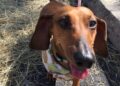 Wiener Races at Pareidolia Brewing Company!