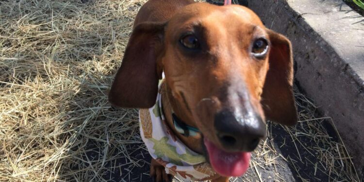 Wiener Races at Pareidolia Brewing Company!