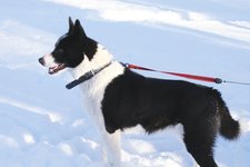 Hund Schnee pixabay cc publicdomain