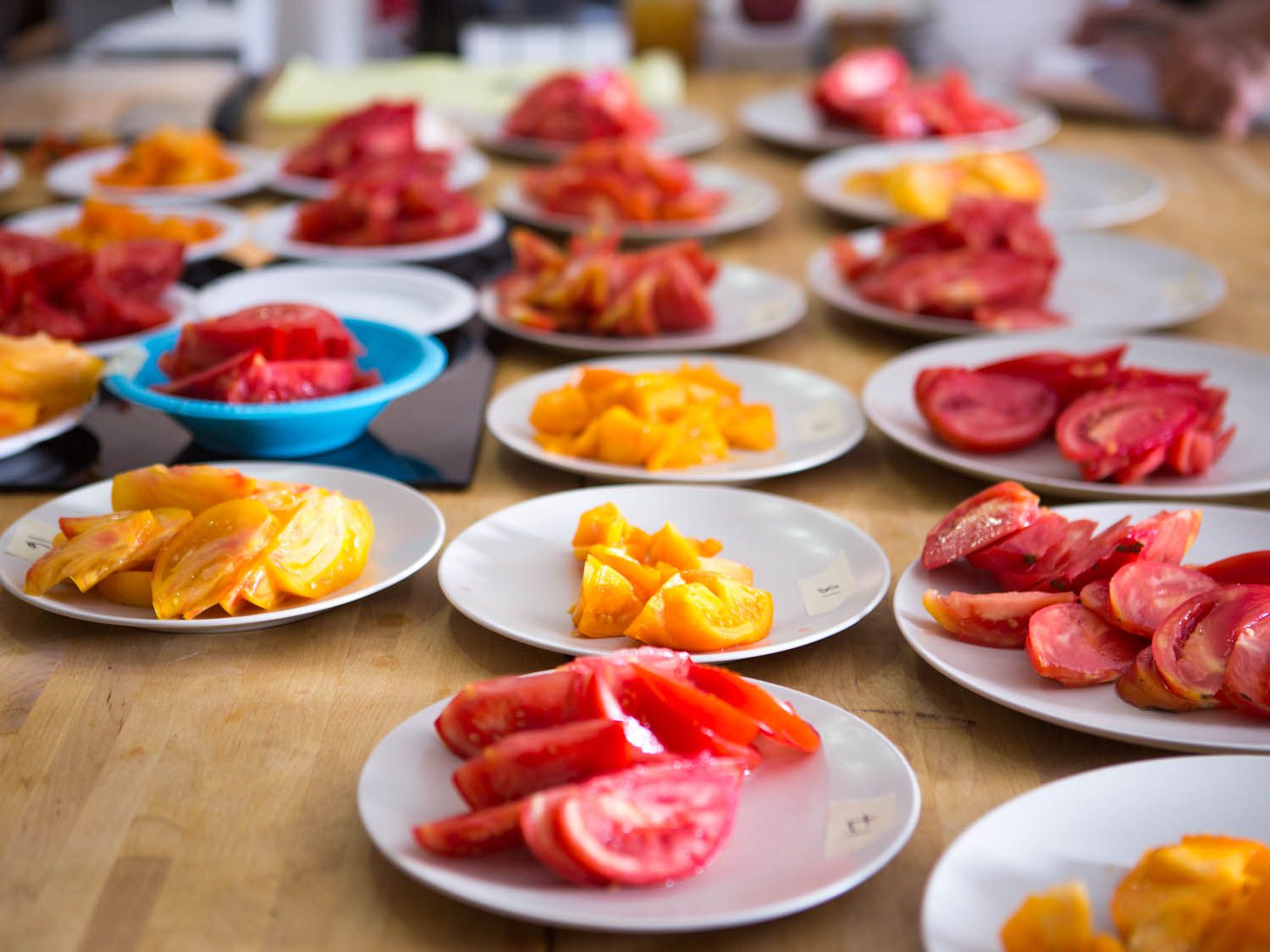 A table full of various tomatoes cut into slices and each cut tomato resting on its own white plate.