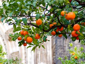 20141103-seville-oranges-max-falkowitz.jpg