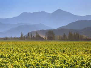 cloudy-bay-marlborough.jpg