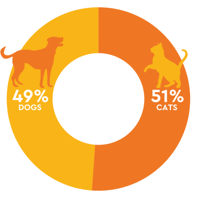 dog and cat intake percentages