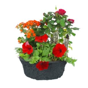 Fleurs pour enterrement - Fleurs de deuil en pot Sylve