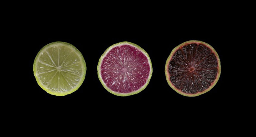 purple limes