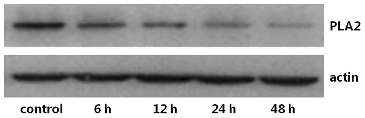 Effects of adenosine stimulation on the mRNA expression of CLCNKB in ...