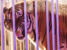 Governor Says LSU’s Only Live Tiger Error Was Losing in Front of Him