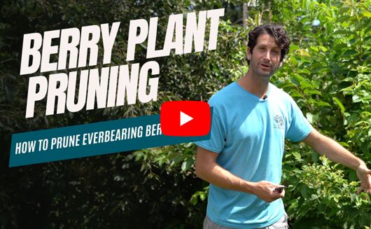 Berry Plant Pruning