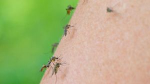 7 Mücken-Mythen: Wahr oder falsch?