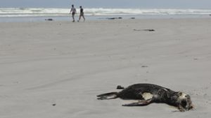 Südafrika: Robben mit Tollwut infiziert: Acht Menschen gebissen