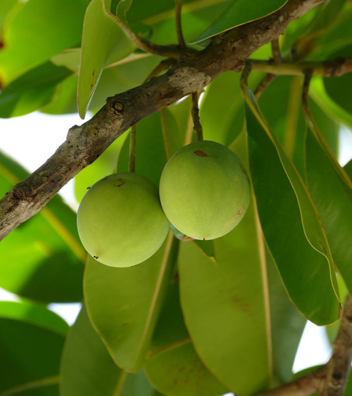 Benefits Of Tamanu Oil For Skin