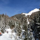 schnee winterwald nadelbaeume weg vals fane alm rodeln