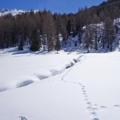 tier spuren im schnee hinteres langtauferer tal winter