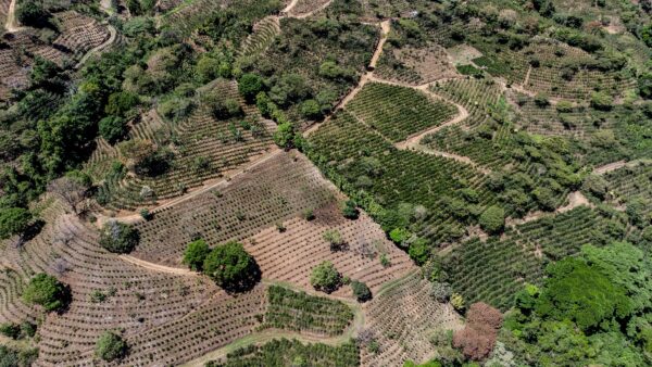 Aerial view of a coffee plantation in Costa Rica