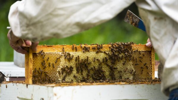 A beekeeper inspects a hive in Alberta, Canada