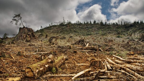 A deforested area