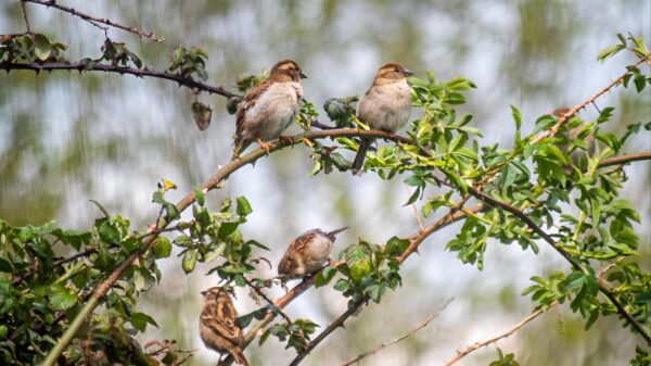 A group of sparrows perched on green branches in a natural outdoor setting with a blurred background.