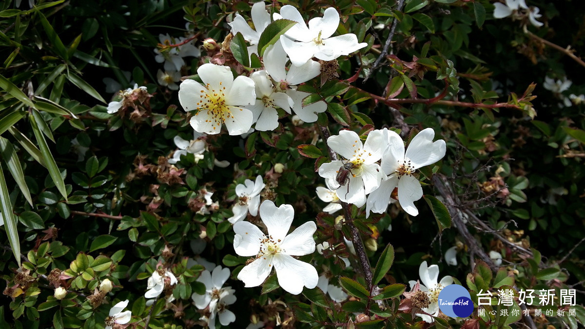 高山薔薇。（圖/林業及自然保育署南投分署）