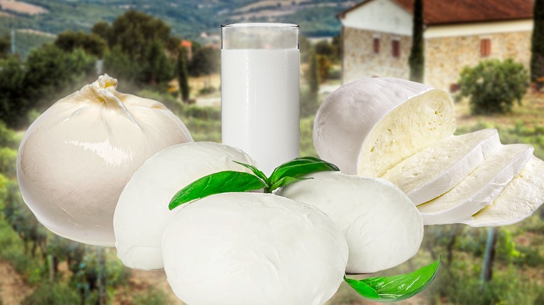 Variety of fresh mozzarella