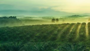 An oil palm plantation