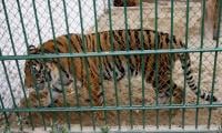 47 tigers dead in Vietnam zoos due to bird flu