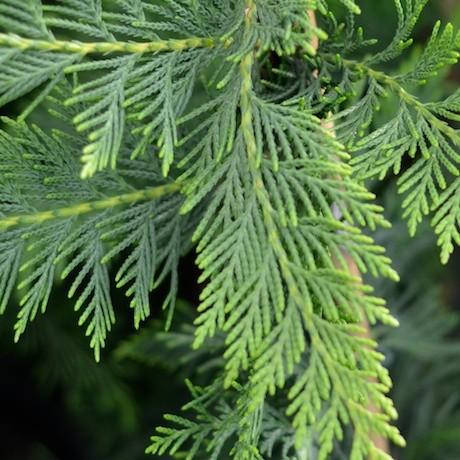 Cupressus leylandii Ferndown | Green Leyland Cypress | The Plant Store NZ