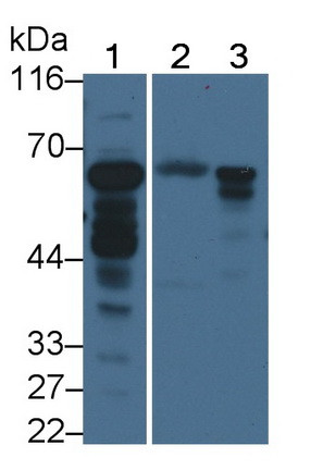 ACSM1 Polyclonal Antibody (PA5-145453)