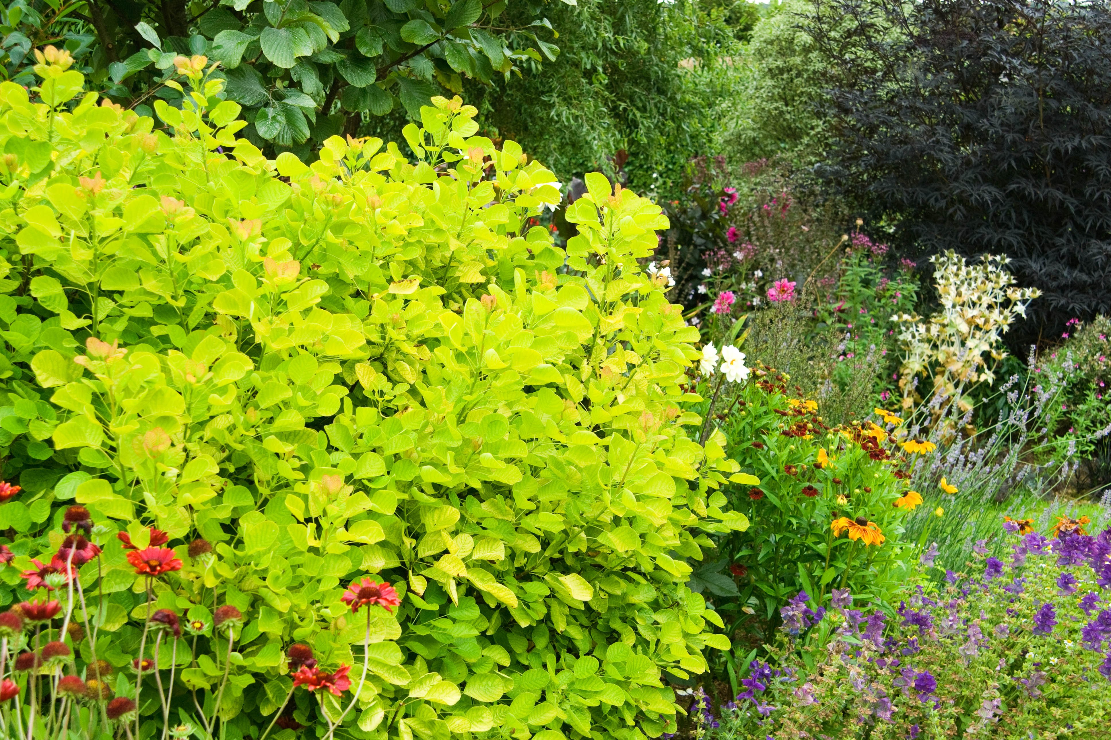 Add Zing To Your Garden With Vibrant Lime Green Foliage Weekend The Times