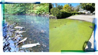 Campaigners have recorded algal blooms in Windermere and dead fish in a beck that flows into it, both allegedly caused by pollution