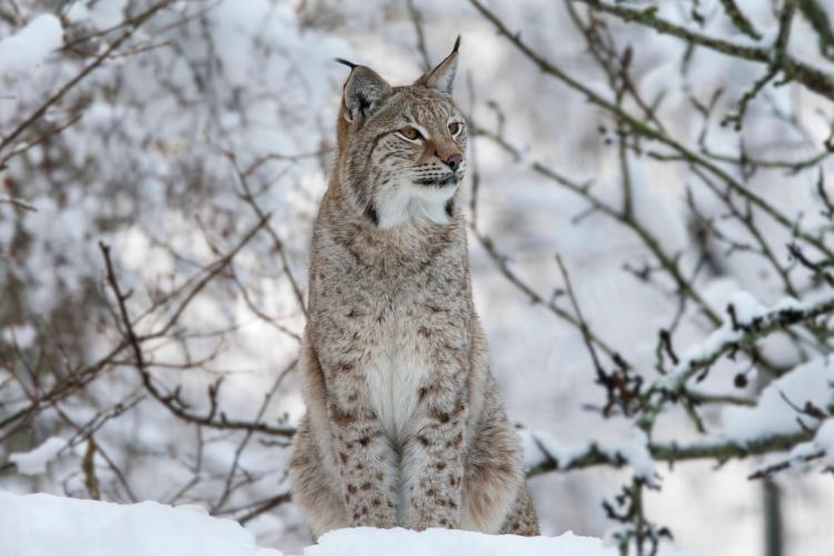 Lynx illegally released into the Highlands dies after capture