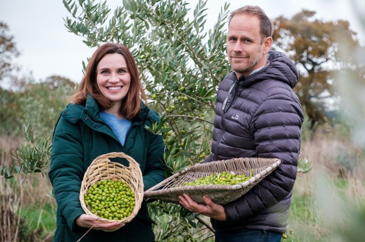 Could Essex olive oil be the new English sparkling wine?