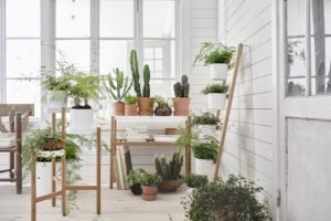 Indoor Gardening Ideas