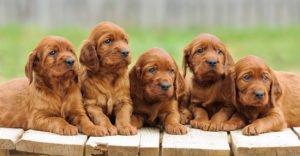 5 Things Every Puppy Learns in Puppy Class