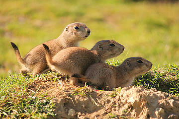 Präriehunde in der Tierwelt Herberstein