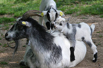 Zwergziegen in der Tierwelt Herberstein