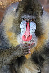 Mandrill in der Tierwelt Herberstein