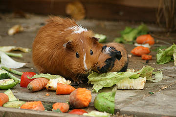 Meerschweinchen in der Tierwelt Herberstein