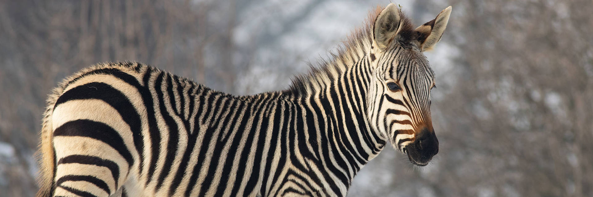 Zebra Winter