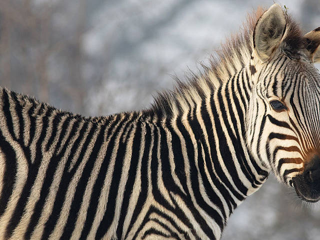 Zebra Winter