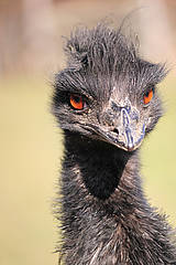 Emu in der Tierwelt Herberstein