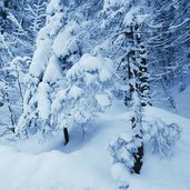 winterwald am stadtberg kufstein