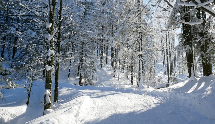 winterwald am stadtberg kufstein bei rossmoos