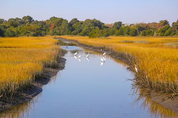 Wild birds by a creek at Kiawah Island.