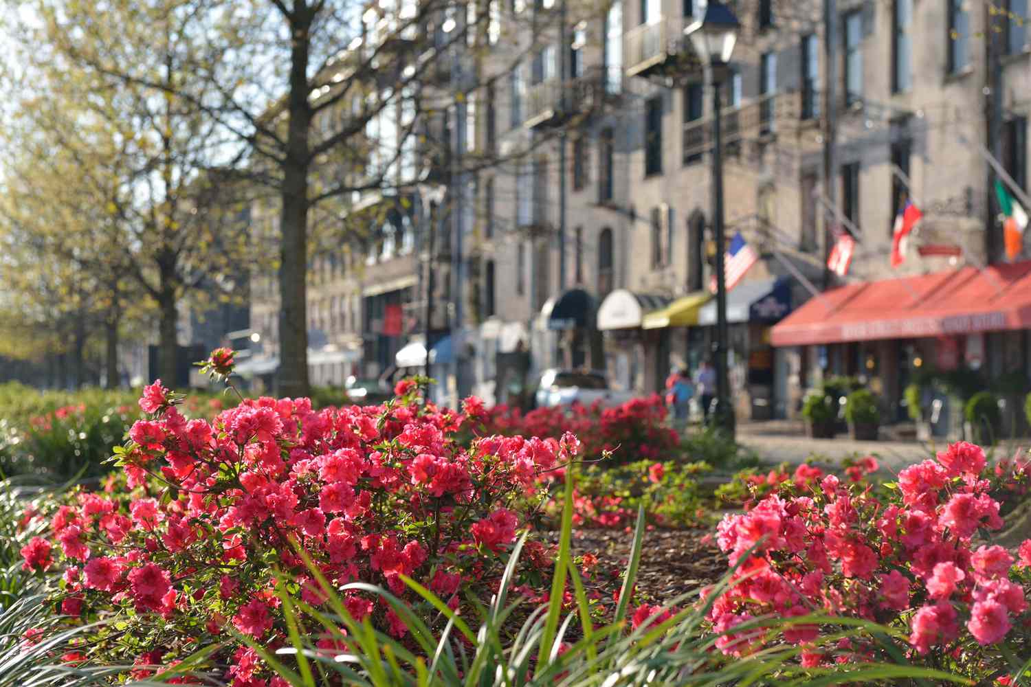 Spring flowers bloom along river street in Savannah, Georgia