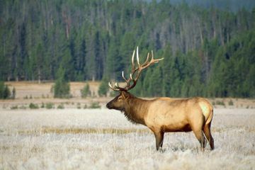 An elk buck in Yellowstone National Park