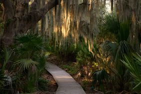 A sunlit pathway through trees covered with Spanish moss