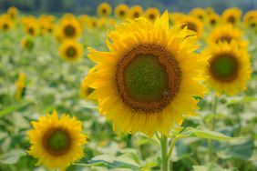 The Biltmore in Asheville, North Carolina has a field of sunflowers in bloom