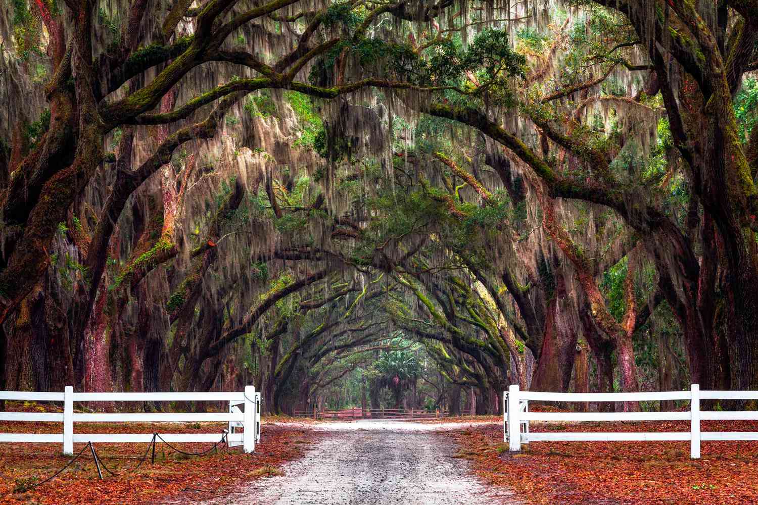 white picket fence looking into Wormsloe Historic Site, Savannah, Georgia,with fall leaves