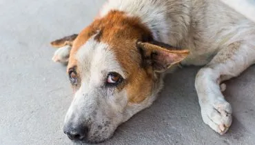 Cães e gatos vão ganhar RG com registro em sistema nacional